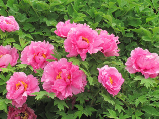 Giardino delle Peonie a Luoyang Giardino delle Peonie a Luoyang